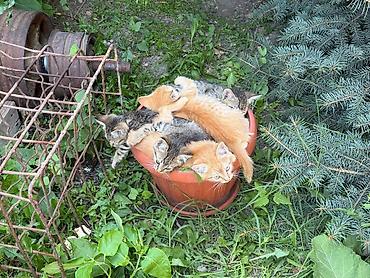 котята свинкс: Отдам котят в добрые руки, два рыжих и три цвета шпрот — 2