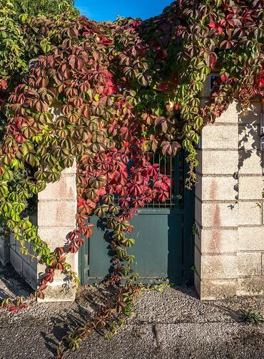 кустовые розы: Саженцы цветка: Плющ, Самовывоз