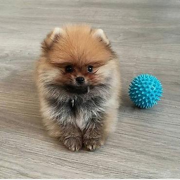 it sortu: Şpitz, 2 ay, Dişi, Peyvəndli, Ödənişli çatdırılma — 2