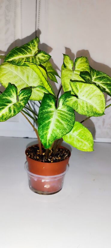 Другие комнатные растения: Бишкек мкрн Кок Жар и рабочий городок! Пеларгония карликовая - — 19