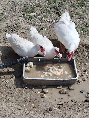 pekin ordəkləri: Ağ rəngli muskovi ördəkləri (indo-ördəklər) – təsərrüfat üçün — 5
