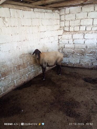 домик для кошки: Dişi, il: 2, Damazlıq