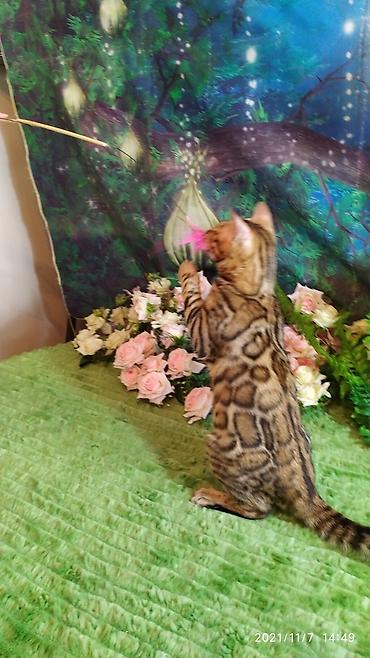породистые кошки: Шикарные бенгальские котята 3-4мес. Лучший подарок для любящего — 4
