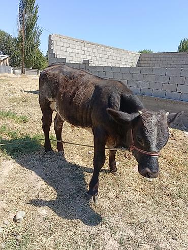 мини собака: Продаю | Бык (самец) | На откорм | Привязанные — 3
