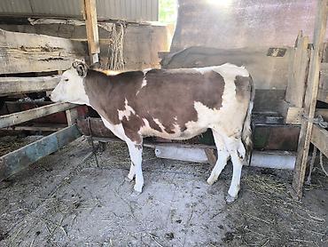 Коровы, быки: Продаю | Тёлка | Алатауская | Для разведения | Не стельные — 1