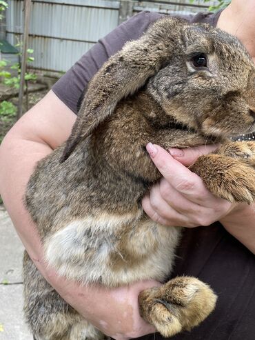 Кролики: Продаю | Крольчиха (самка), Крольчата | Фландр | На забой, Для разведения | Племенные