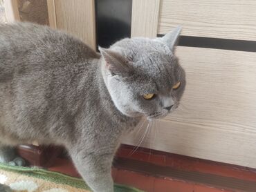 породистый кошка: Ласковая добрая кошка к лотку приучена порода британская 2 года