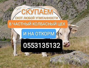 швиц бычки: Скупка сельскохозяйственного скота для колбасного производства и на — 1