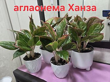Антуриумы: Антуриум Андре (Anthurium andreanum) - Эффектный комнатный ароид с — 61