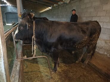 краснодатская корова: Продаю | | Алатауская, Швицкая | Искусственник