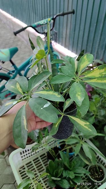 Молочайлар: Горшечные комнатные растения: 1) Молочай миля (Euphorbia milii — 8