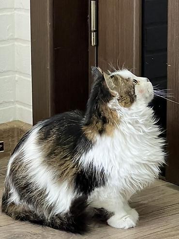 прос: Кошка даром: Манчкин, 4 месяца, Девочка, Приучена к лотку — 1