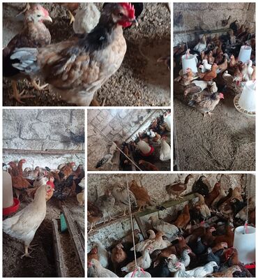 amadin quşu: Kend cuceleri satilir. 70 gunluk diler. Saglam heyvan di hamisi
