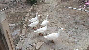 tap.az xacmaz heyvanlar: 3ayliq 20gunluk yerli kənd qazları.qiymət 30AZN.5 ədəd.Unvan Bakı — 4