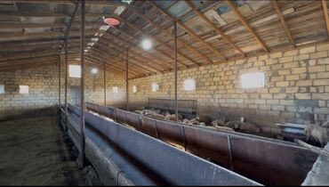 Torpaq sahələrinin satışı: 30 sot, Kənd təsərrüfatı -da lalafo.az — 12 Torpaq sahələrinin satışı: 30 sot, Kənd təsərrüfatı — 12