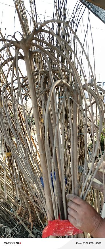 Другие садовые цветы и кустарники: САЖЕНЦЫ многолетников самшита (разные сорта) кустарников магнолии at lalafo.kg — 28 Другие садовые цветы и кустарники: САЖЕНЦЫ многолетников самшита (разные сорта) кустарников магнолии — 28