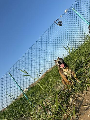 ucuz it yemleri: Pitbul, 7 il, Erkək, Cütləşmə üçün — 1