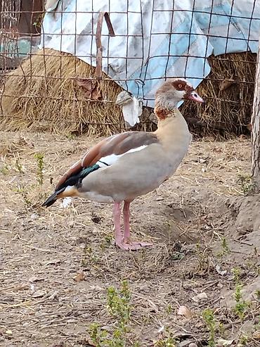 balaca it cinsləri: Misir qazıdır (Nil qazı da deyilir) (Egyptian Goose). Evcilləşdirib — 4