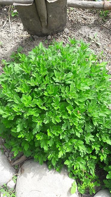 Гортензия: Гортензия БЕЛАЯ садовая. Крупные БЕЛЫЕ шары с футбольный мяч — 20