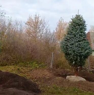 тополь большой: Көчөттөр дарактардын: Карагайлар