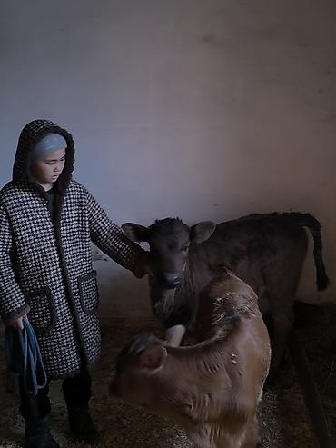 Коровы, быки: Продаю | Музоо, торпок | Для молока | Привязанные — 6