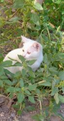 возьму кошку в добрые руки: Беспородная, 5 месяцев, Девочка, Белый