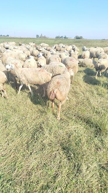 Qoyunlar, qoçlar: Qoyun sürüsü – ət və süd istiqamətli yerli cinslər - Şəkillərdə geniş -da lalafo.az — 16 Qoyunlar, qoçlar: Qoyun sürüsü – ət və süd istiqamətli yerli cinslər - Şəkillərdə geniş — 16