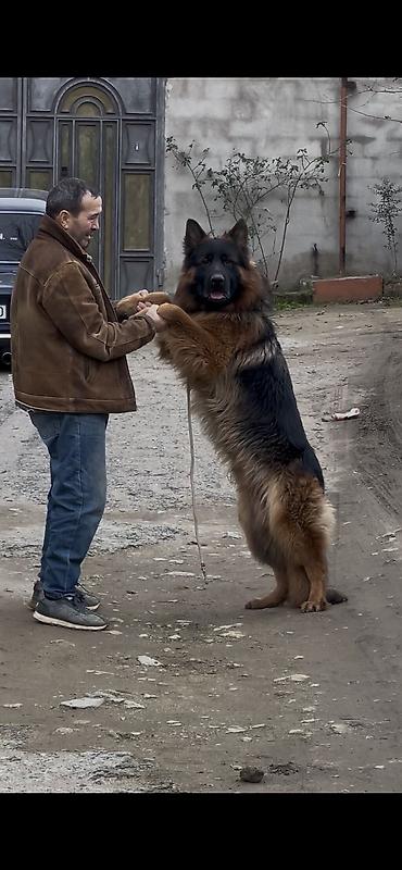it balasi: Alman çoban iti, 2 ay, Dişi, Peyvəndli — 7