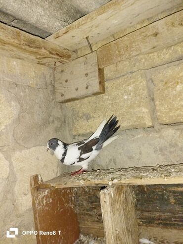 Göyərçinlər: Quslarin heresin öz qiymeti var uçan quslardi optum isdiyen olsa 1i — 4