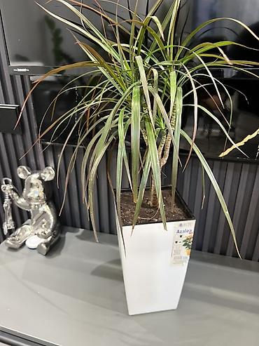 Другие комнатные растения: Женское счастье гигант сорт По городу доставка бесплатно Крупные — 76