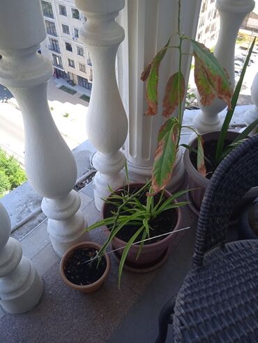 Другие комнатные растения: Авокадо! Растение. в добрые хорошие руки. потеряло листья из-за жары
