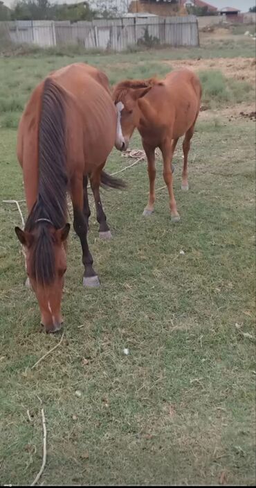 Inəklər, öküzlər: Satılır: 2 baş at bala yanda satlir - Rəngi: qızıl-kəhvəyi (tünd
