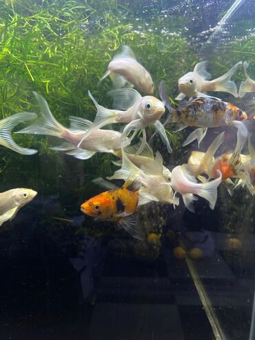 Аквариумы: Green Aqua — рыбки и растения для аквариума 🐟🌿 ▪️ Пресноводные рыбки и — 26