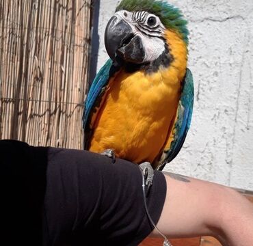 Oprema za kućne ljubimce: Povodci za papagaje – sigurnost, sloboda i poverenje u jednom! — 2