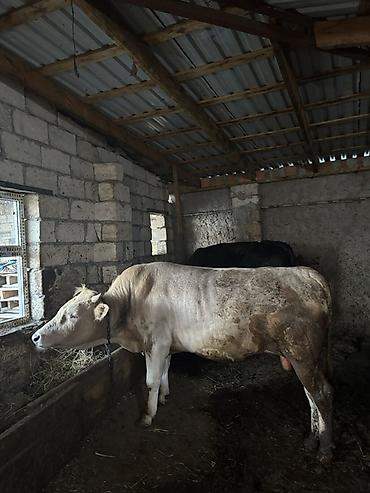 südlük inek satilir: Satılır: damazlıq və ətlik üçün erkək iribuynuzlu heyvanlar (öküzlər) — 4