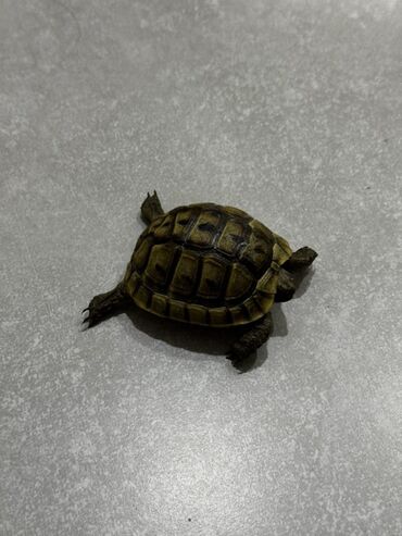 Ovucun içi boyda quru tısbağası satılır