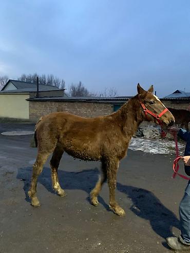 Лошади, кони: Продаю | Жеребенок | Рабочий — 4