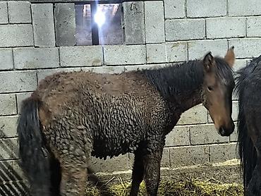 Лошади, кони: Продаю | Кобыла (самка) | Для разведения — 3