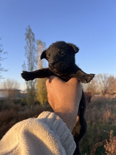 далматинец собака: 10 щенят Отец. Крысолов мать. Звонок Щенки хорошие. Смотрим дома не at lalafo.kg далматинец собака: 10 щенят Отец. Крысолов мать. Звонок Щенки хорошие. Смотрим дома не
