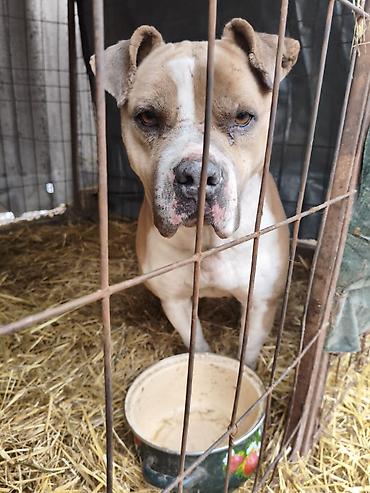 Отдам даром собаку: Собака даром: Бульдог, Более 5 лет, Самец, С прививкой — 8