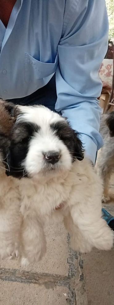 ev iti type 1: Pekines, Dişi, Ödənişli çatdırılma — 3