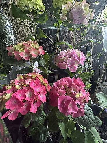 Другие садовые цветы и кустарники: В наличии метельчатые и крупно листовые гортензиии .все сорта есть — 11