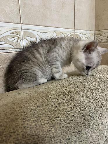 Heyvanlar: Gümüşü rəng çalarlarında, qısa tüklü balaca pişik balası. - Gözləri — 5