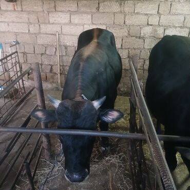 cins inekler: Birin 160 kq
Birində 180 kq