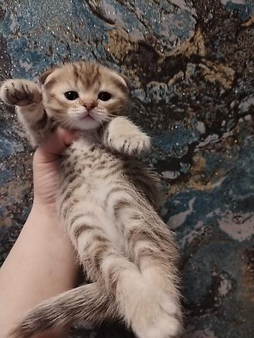 Pişiklər: Britan, Erkək, Dişi, Yaxşı əllərə, Ünvandan götürmə, Pulsuz çatdırılma, Ödənişli çatdırılma — 8