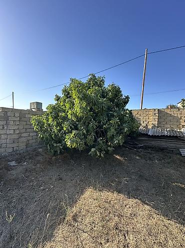 qəbələ torpaq: 4 sot, Tikinti, Maklerlər narahat etməsin, Kupça (Çıxarış) — 6