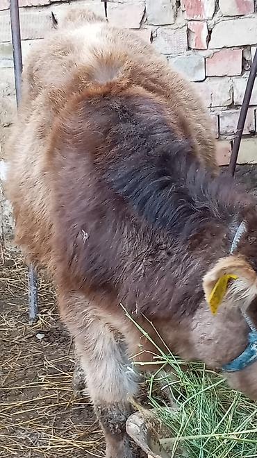 Коровы, быки: Продаю | Тёлка | На откорм | Привязанные — 9