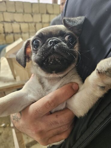 tutuquşu qiymetleri: Mops, 1 ay, Erkek, Peyvəndli, Pulsuz çatdırılma, Rayonlara çatdırılma