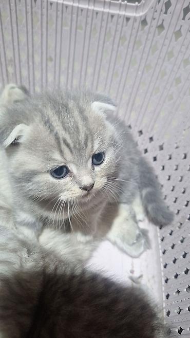 Продажа кошек: Скотиш Фолд (Шотландская вислоухая), 1 месяц, Мальчик, Приучена к лотку — 1