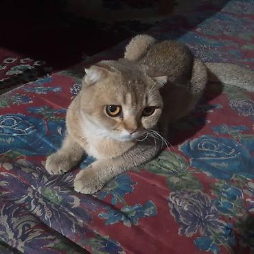 кошка шиншила: Скотиш Фолд (Шотландская вислоухая), 4 месяца, Мальчик, Золотая шиншилла — 4